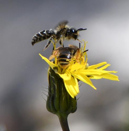 Andrena divers